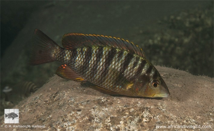 Jabarichromis pfefferi 'Segunga North'